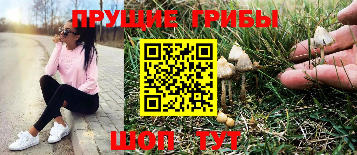 Псилоцибиновые грибы Psilocybe Феодосия
